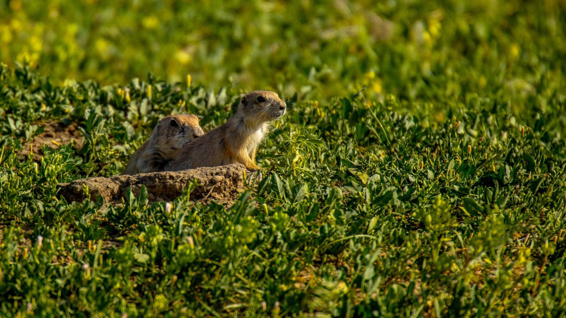 Pocket Gophers In Veld Achtergrond