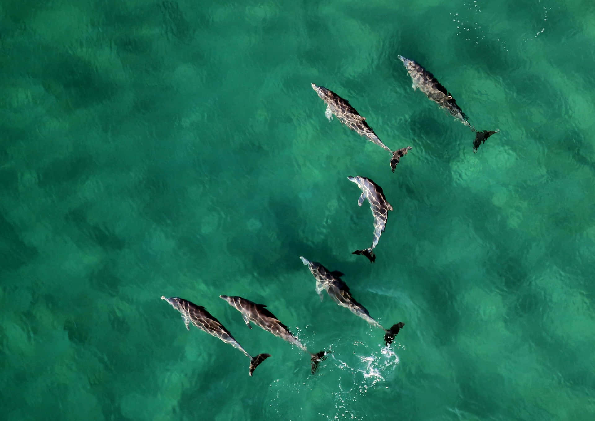 Podof Dolphins Aerial View.jpg Wallpaper