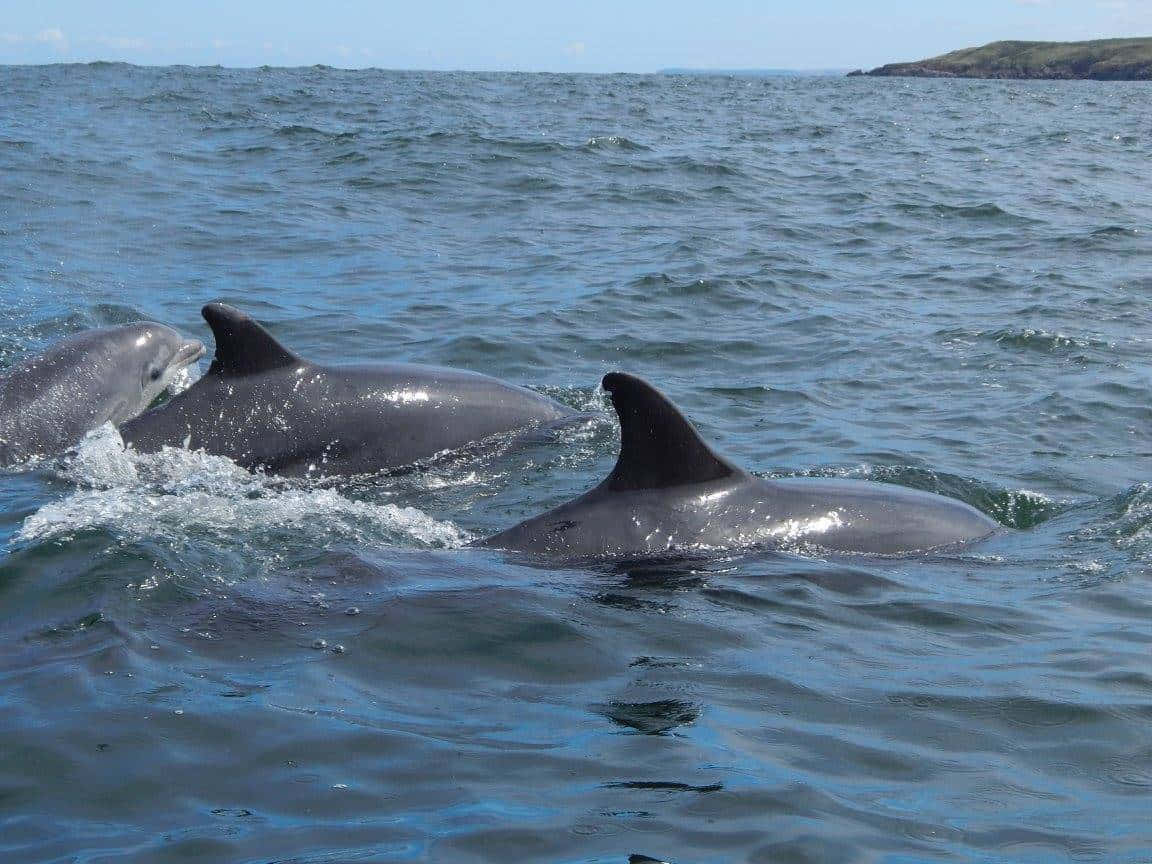 Flokk Av Delfiner Som Svømmer I Havet Bakgrunnsbildet