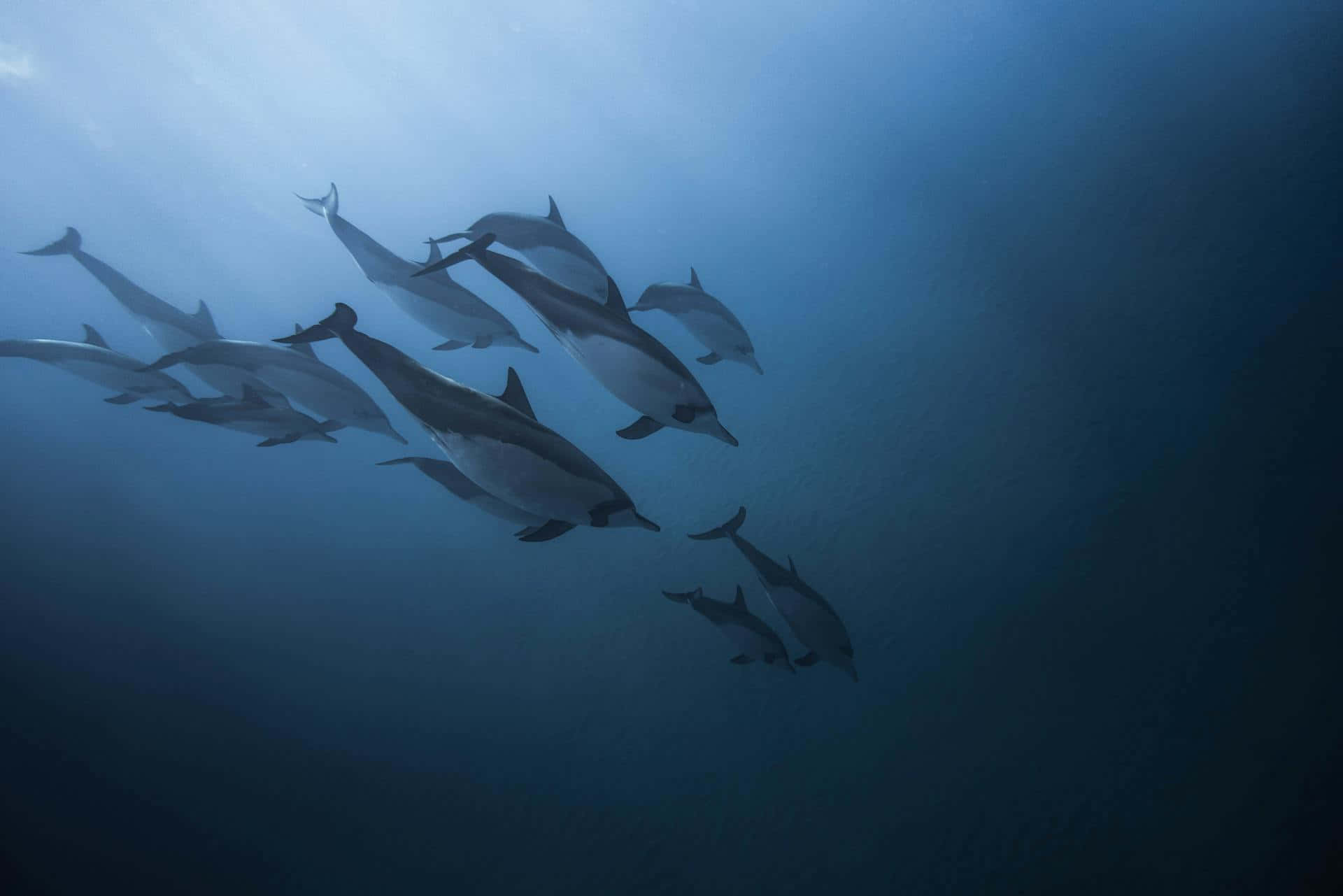 Podof Dolphins Underwater Swim.jpg Wallpaper