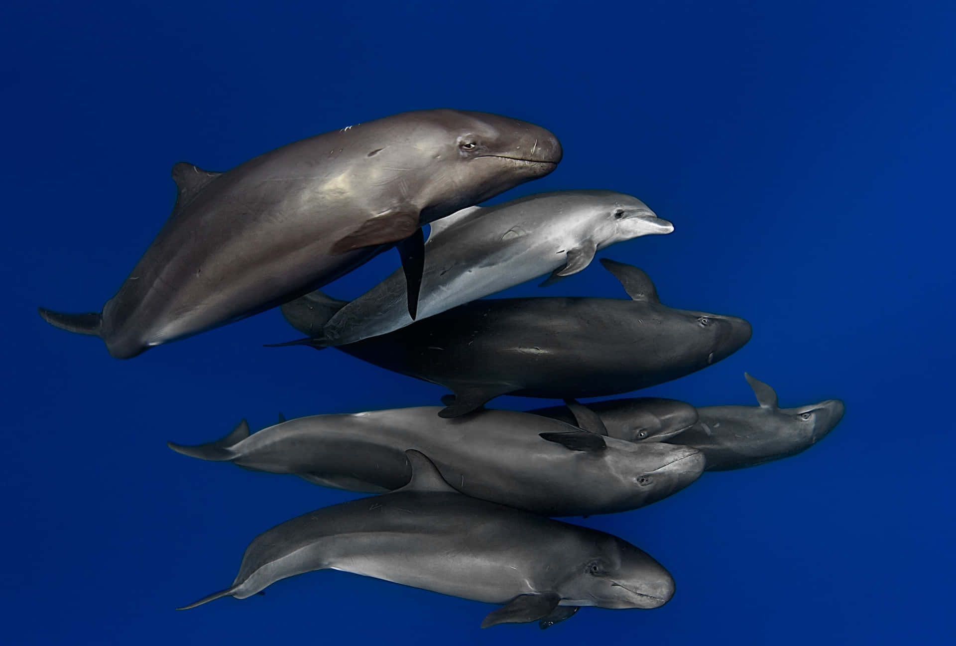 Podof False Killer Whales Swimming Wallpaper
