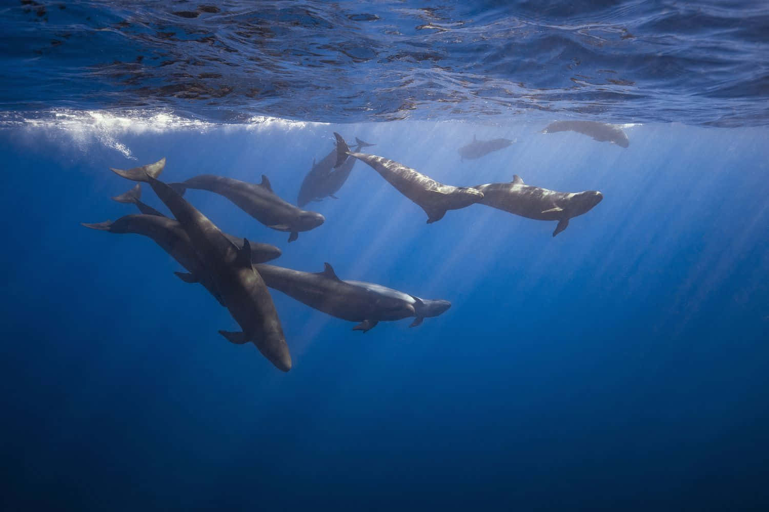 Podof False Killer Whales Underwater Wallpaper
