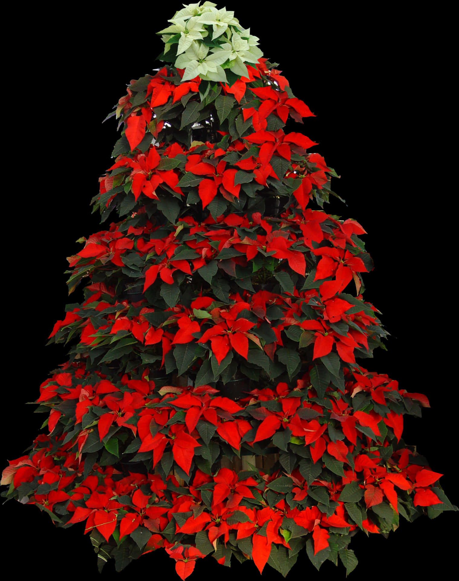 Poinsettia Christmas Tree Decoration PNG