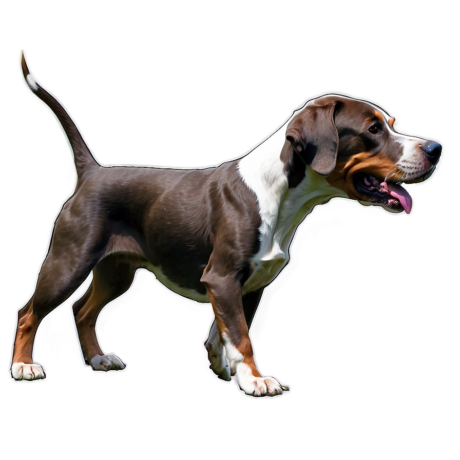 pointer a PNG — A brown white and tan hound dog stands alert with tongue out against a soft gray background.