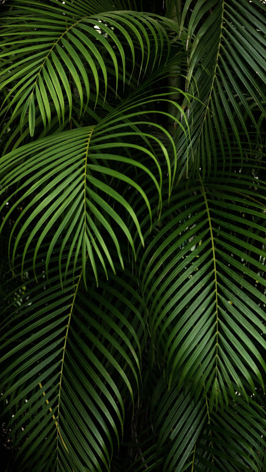 Spitzzulaufende Dunkelgrüne Palmblätter Pflanzen Wallpaper