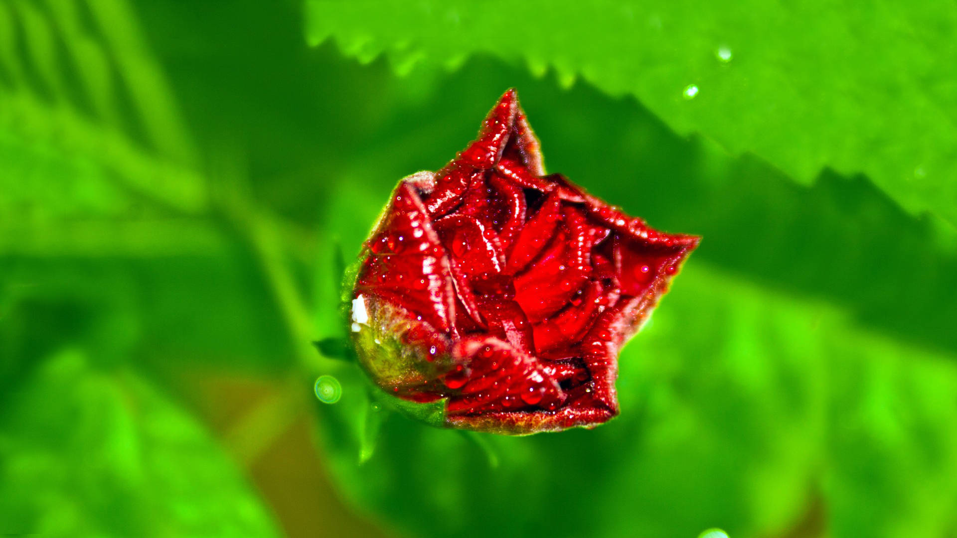 Pointy Red Rose Bud Wallpaper