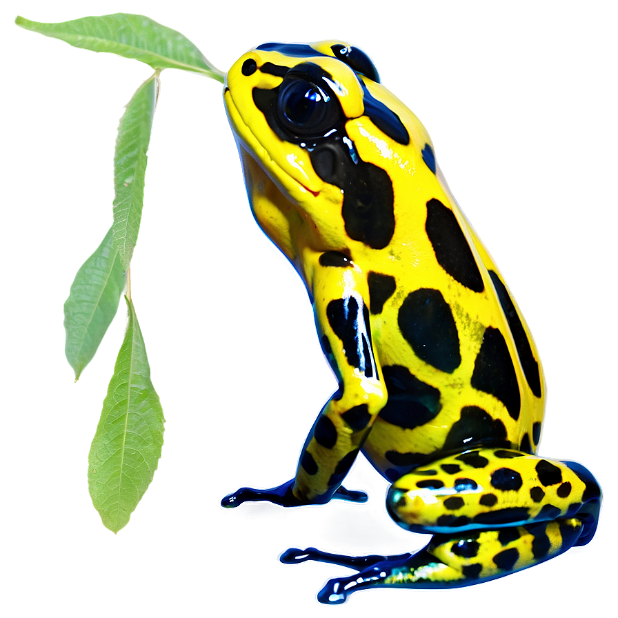 Poison Dart Frog Png 06212024 PNG