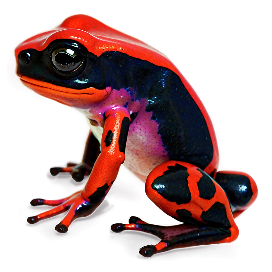 Poison Dart Frog Survival Strategy Png Cme PNG