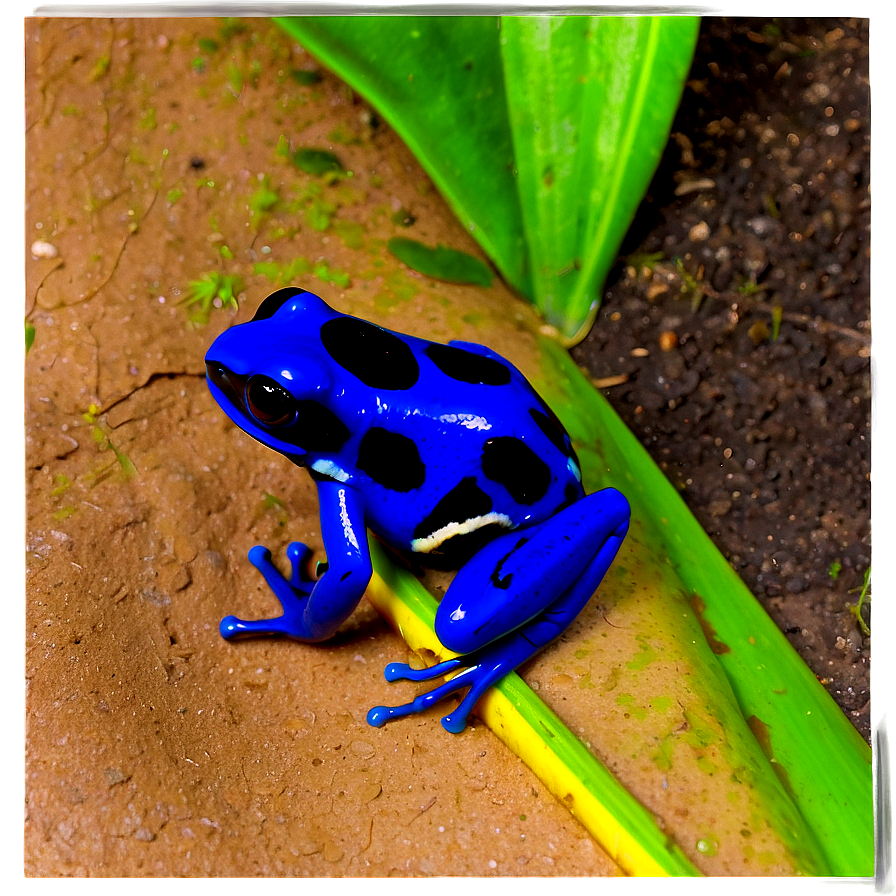 Poison Dart Frog Survival Strategy Png Htj28 PNG