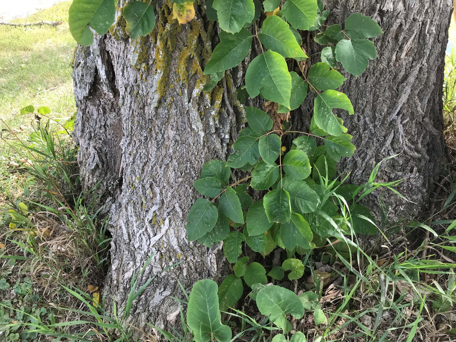 Poison Ivy Plant Billeder 1600 X 1200