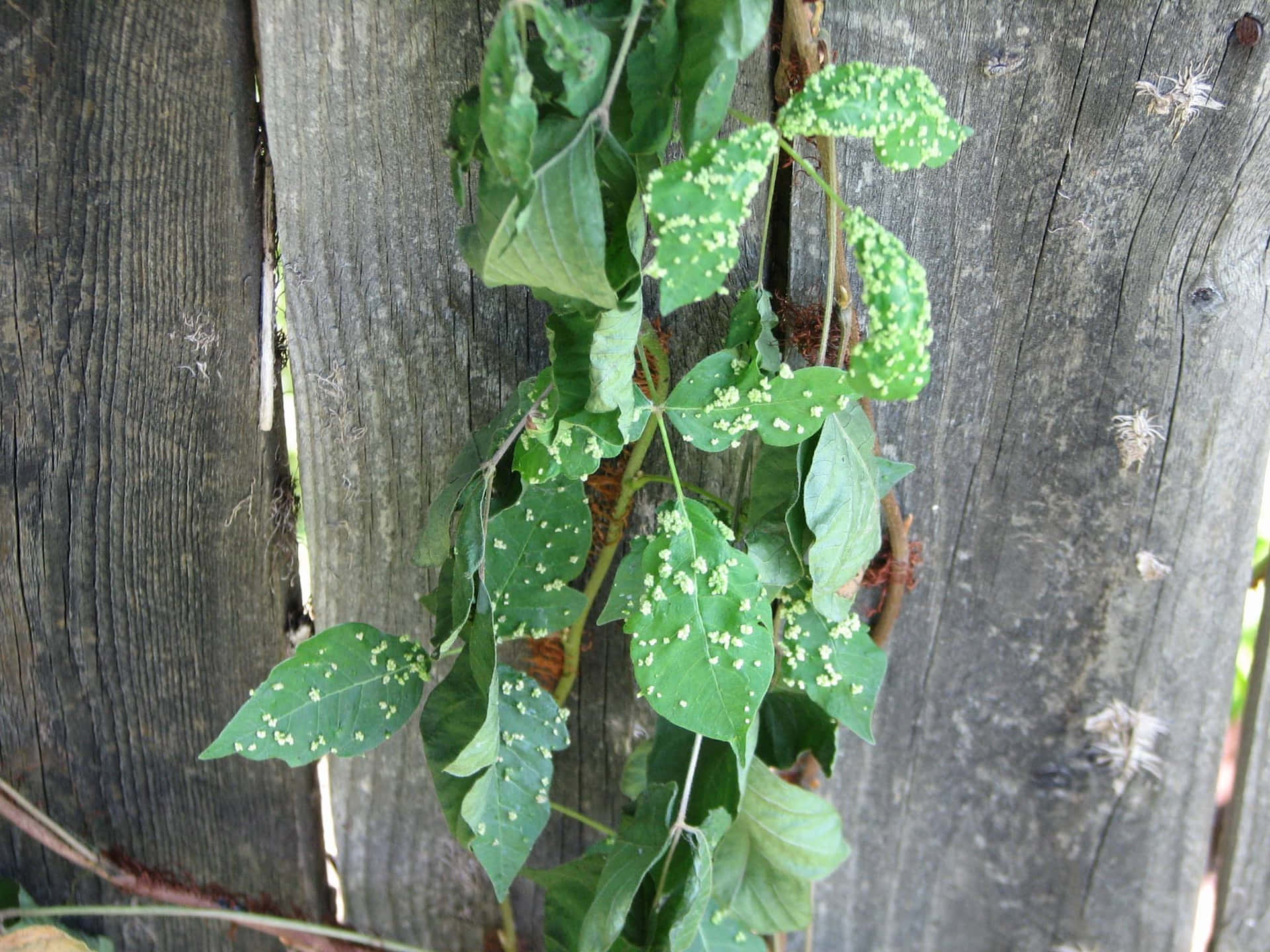 A close-up of a poison ivy plant