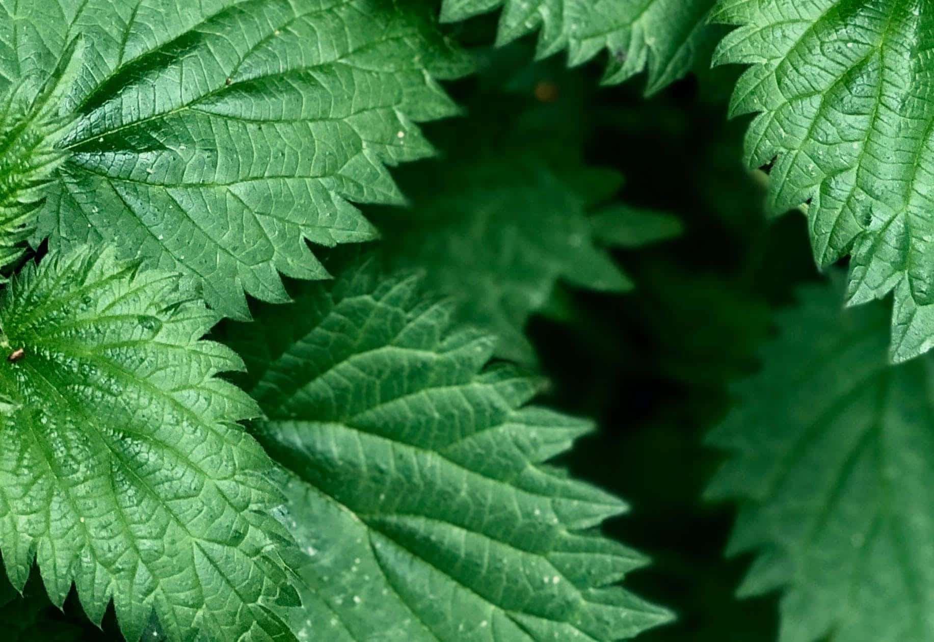 Et tæt på billedet af en grøn plante med blade