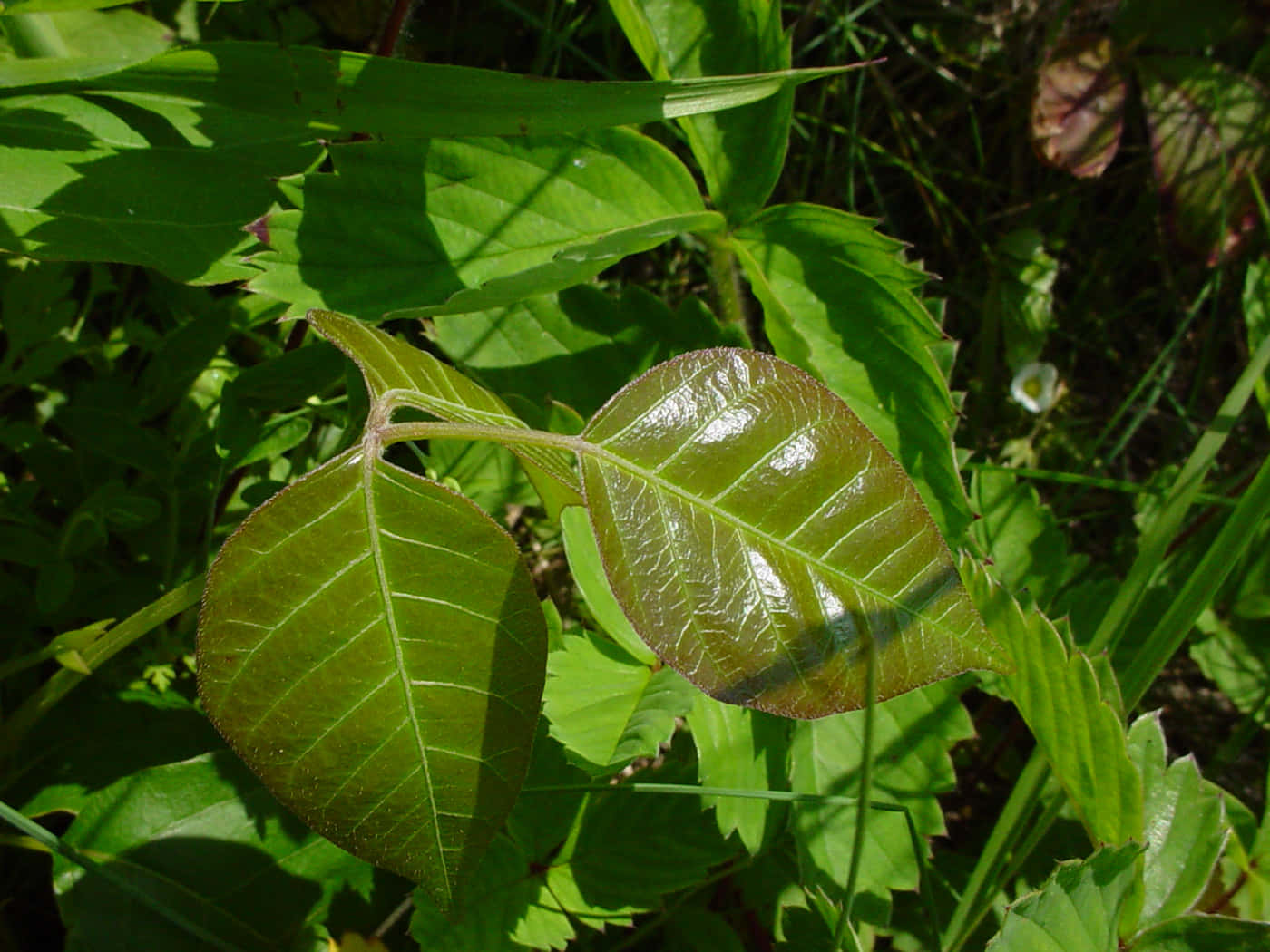 En blad med en brun farve
