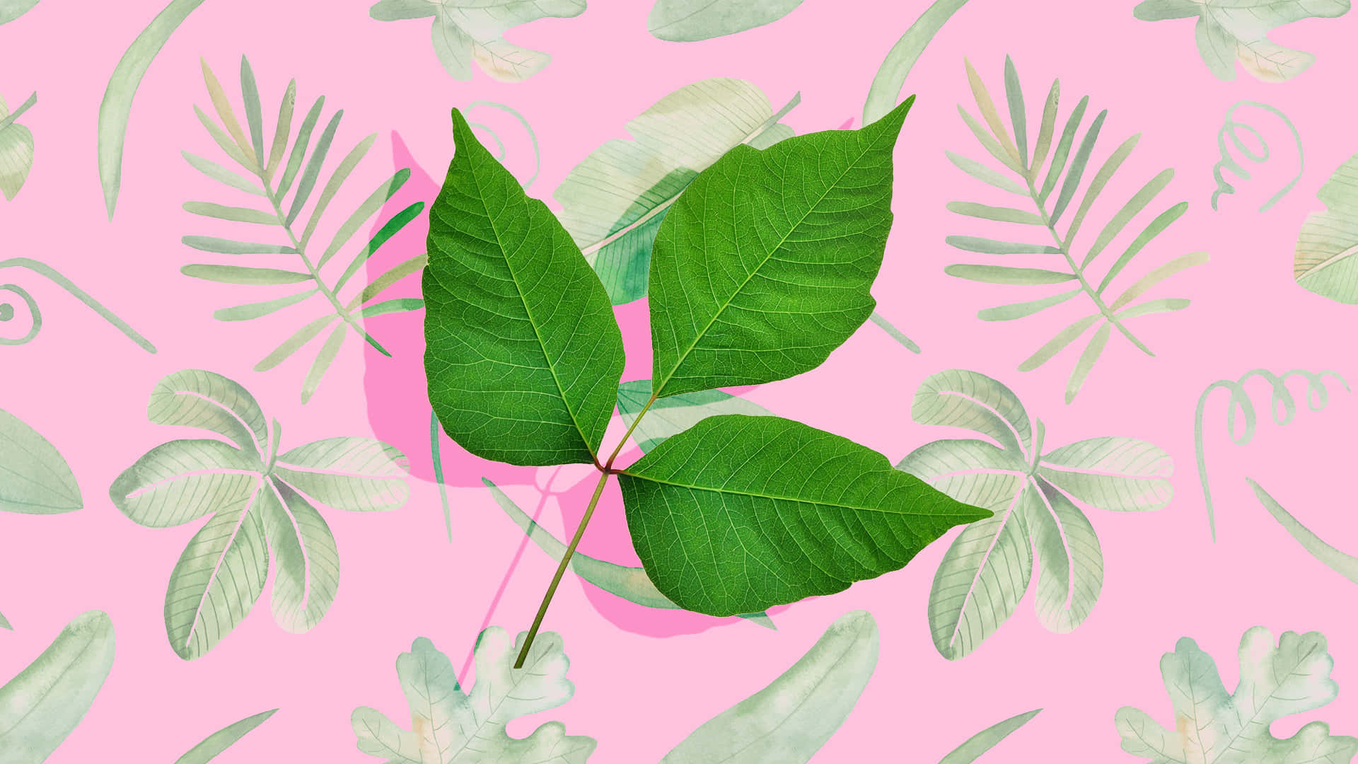 En pink baggrund med et grønt blad og blade mønster