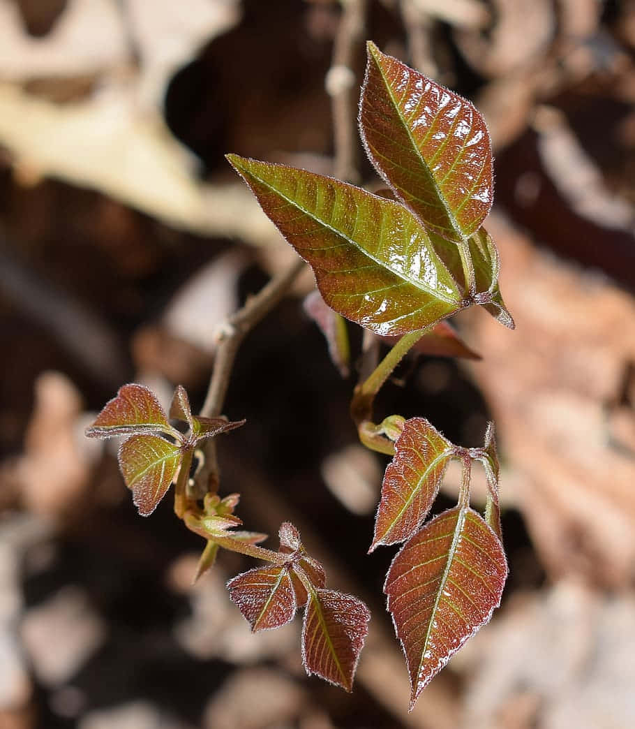 Close-up of a Poison Ivy Plant