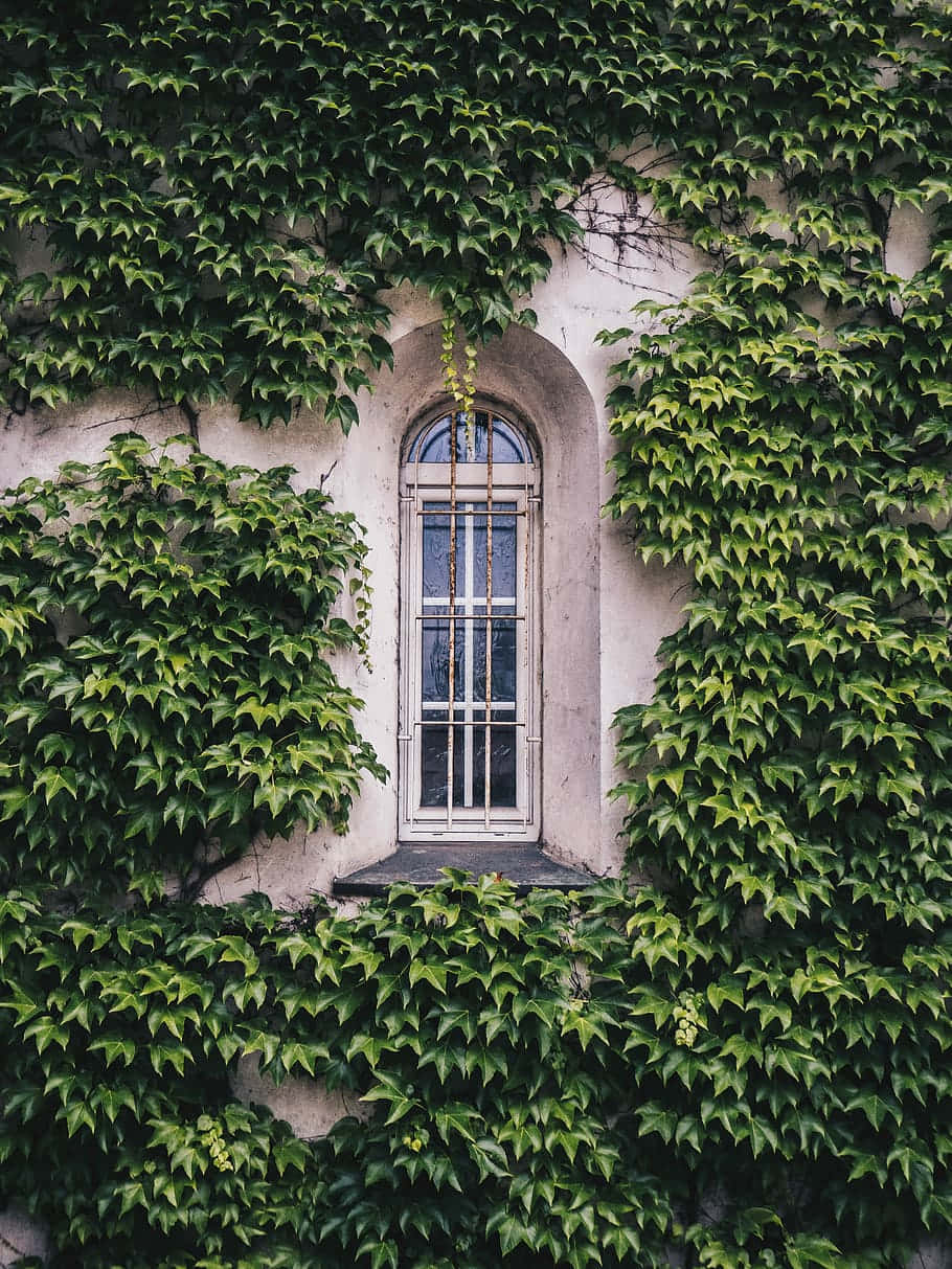 of buttery bricks - Et vindue dækket i vildvin på en mur af smøragtig mursten