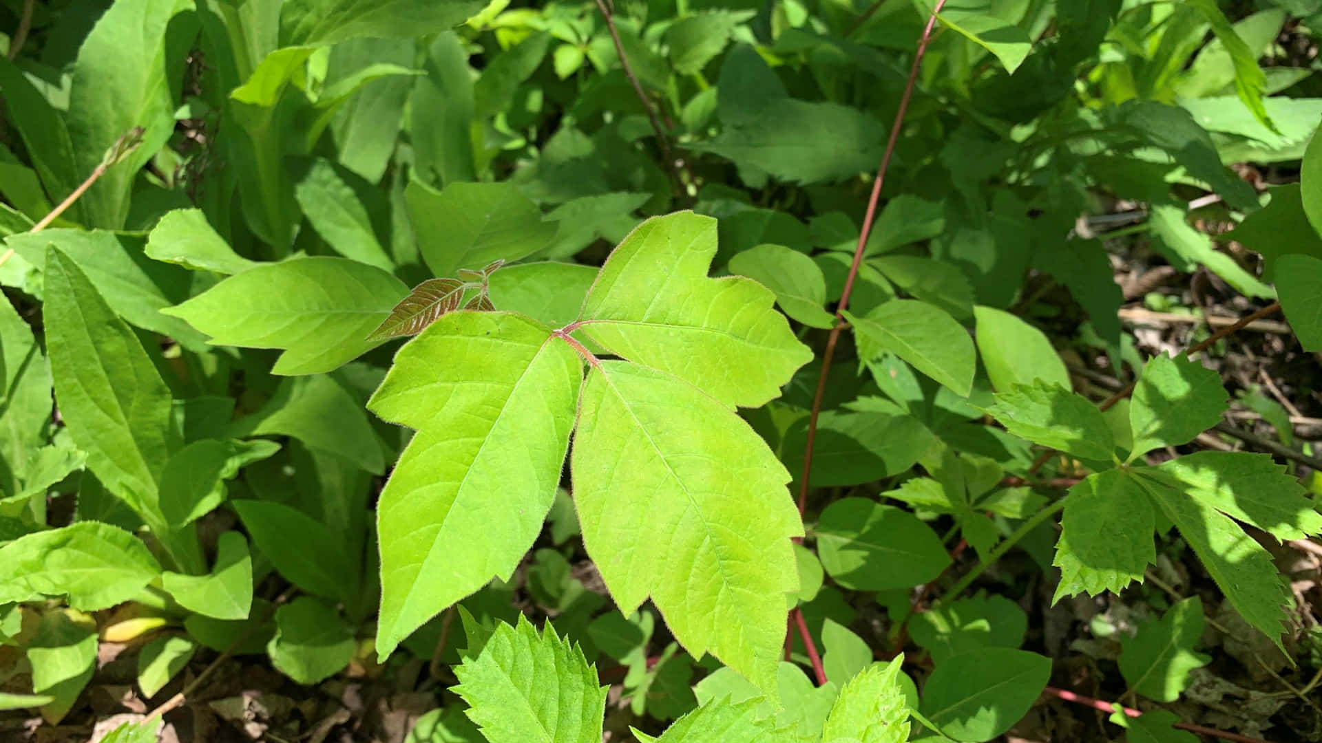The Poison Ivy Plant - A Dangerous Pest
