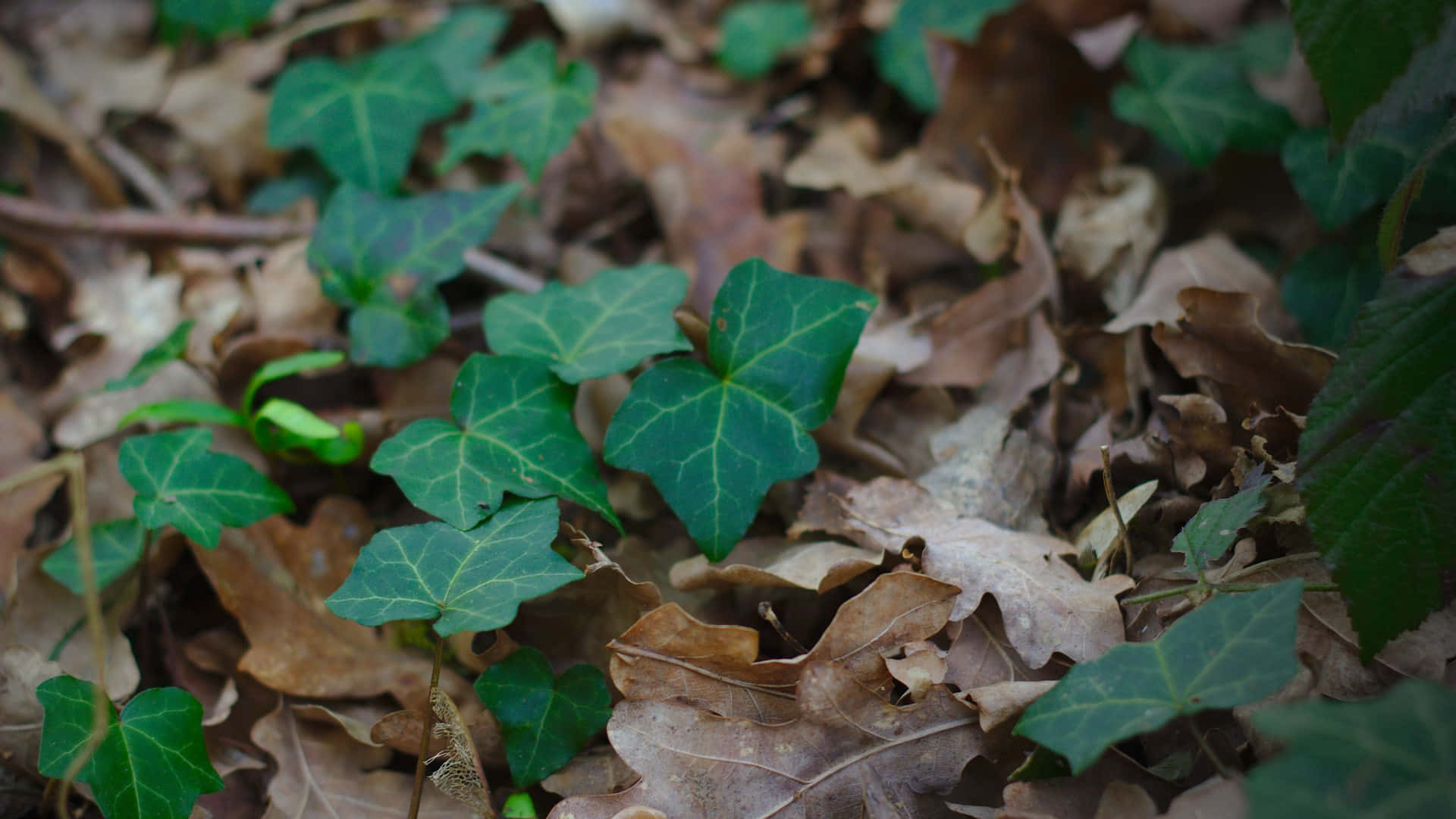 En grøn blad på jorden