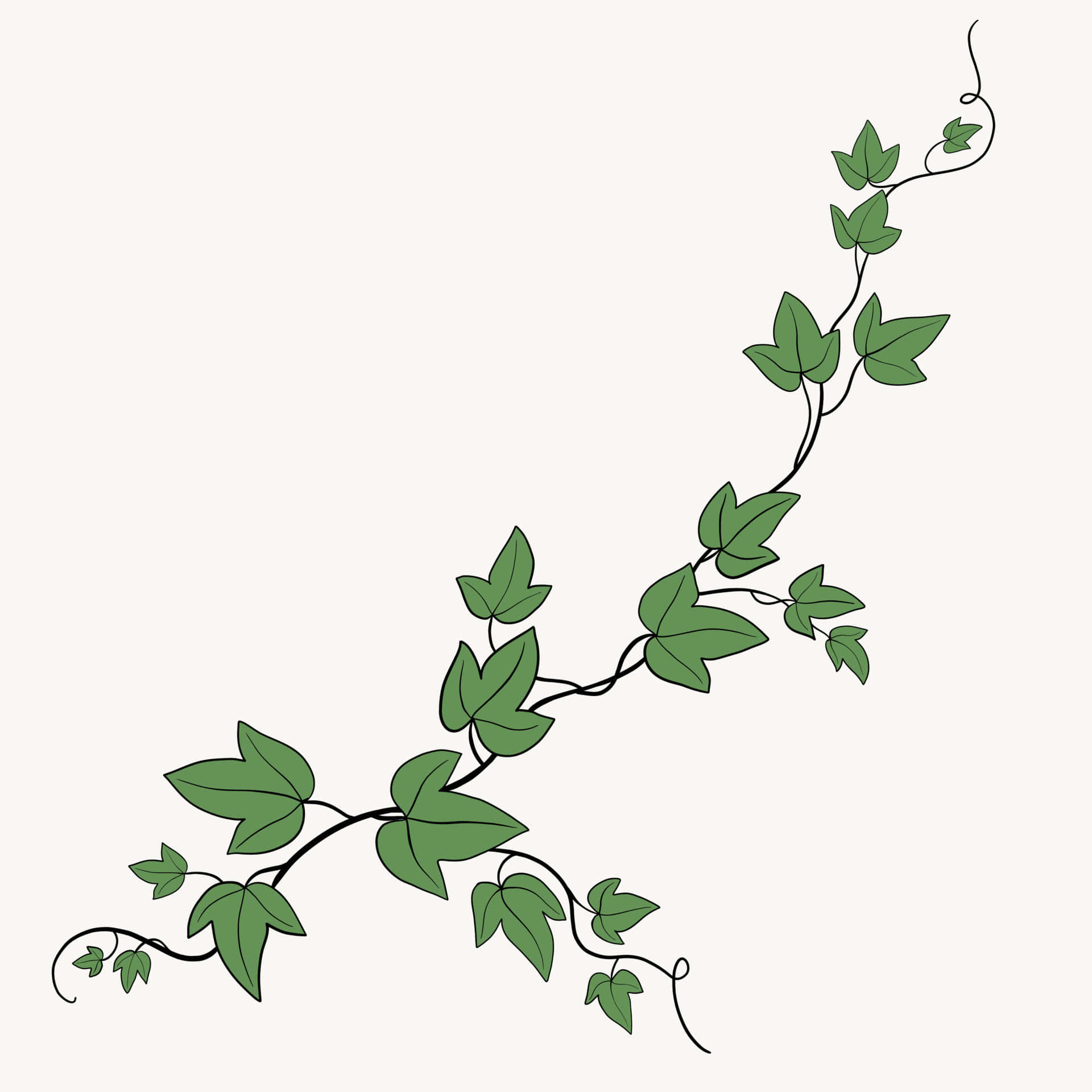 A Green Vine With Leaves On A White Background