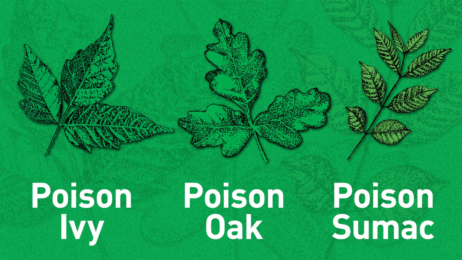 The Different Types Of Leaves With The Words Poison, Poison, Ivy, Oak, Sasu