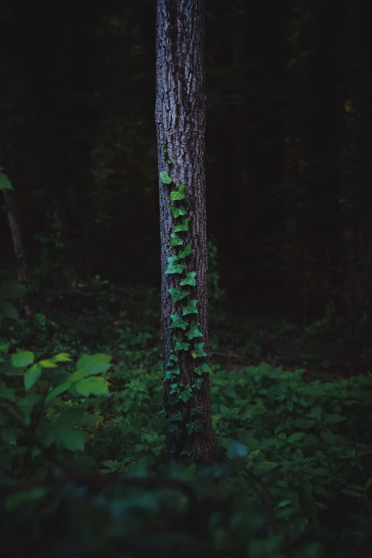 A Tree Trunk With Ivy Growing On It