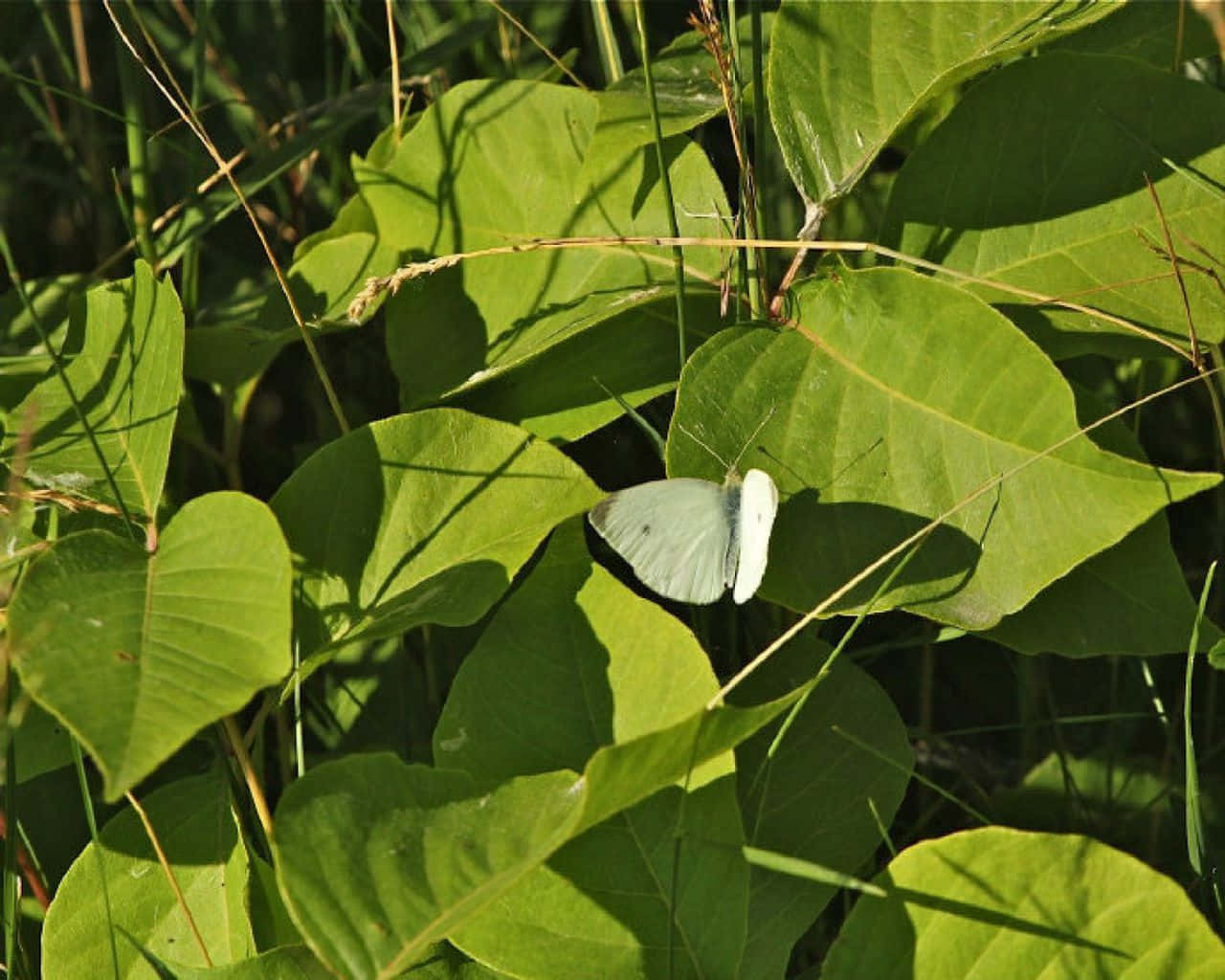 A White Butterfly Is Sitting On Some Green Leaves