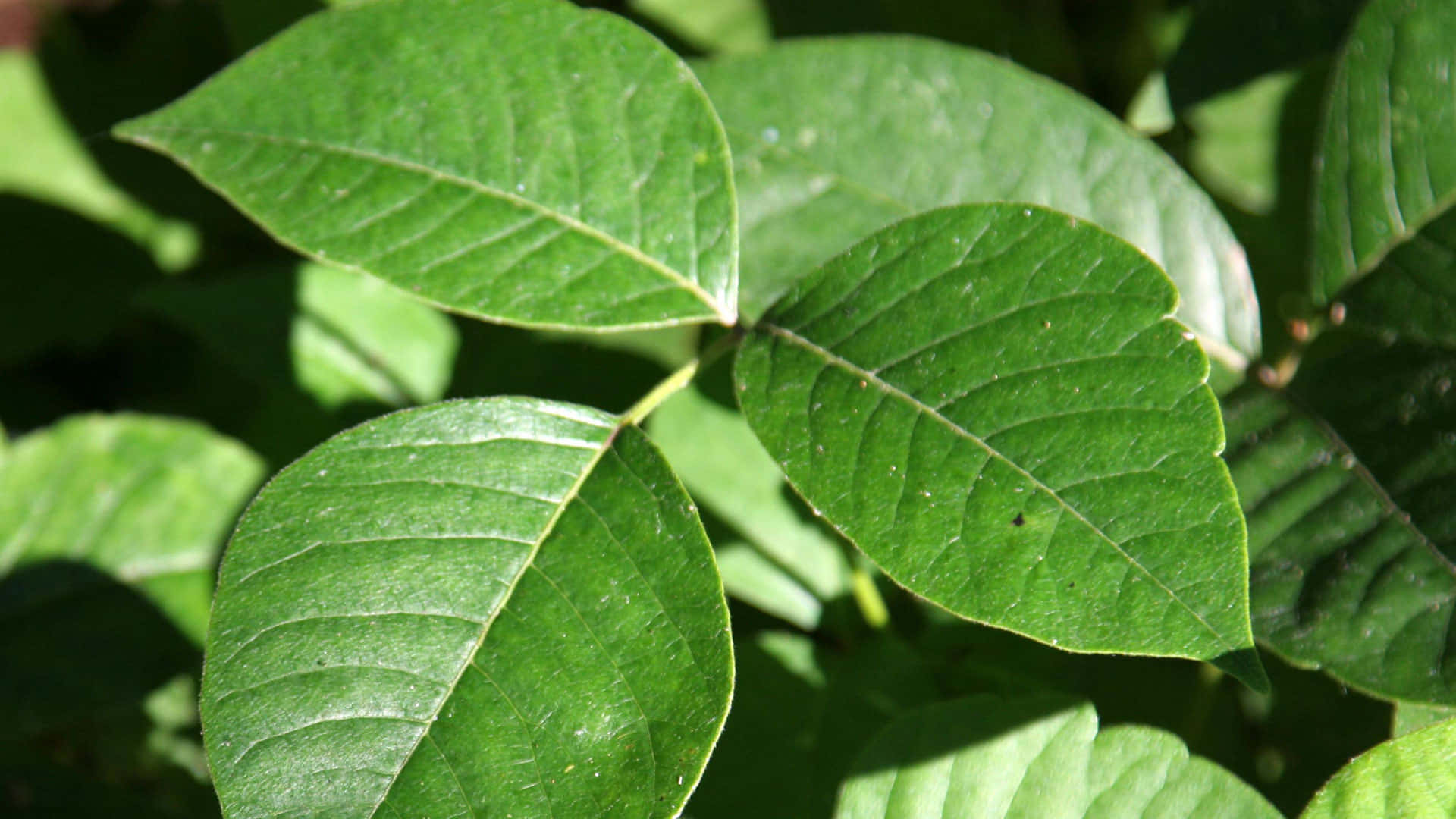 A Close Up Of A Leaf With Green Leaves