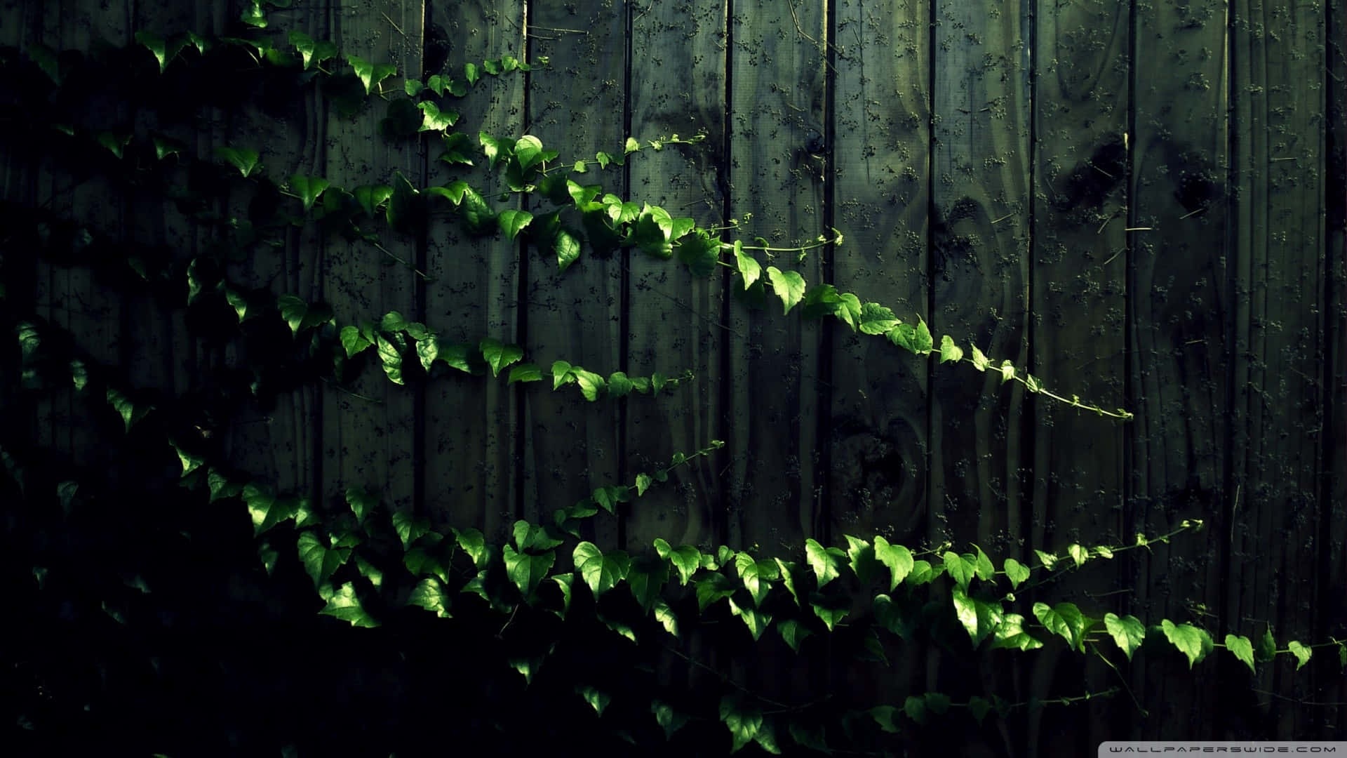 En grøn plante vokser på en træhegn.