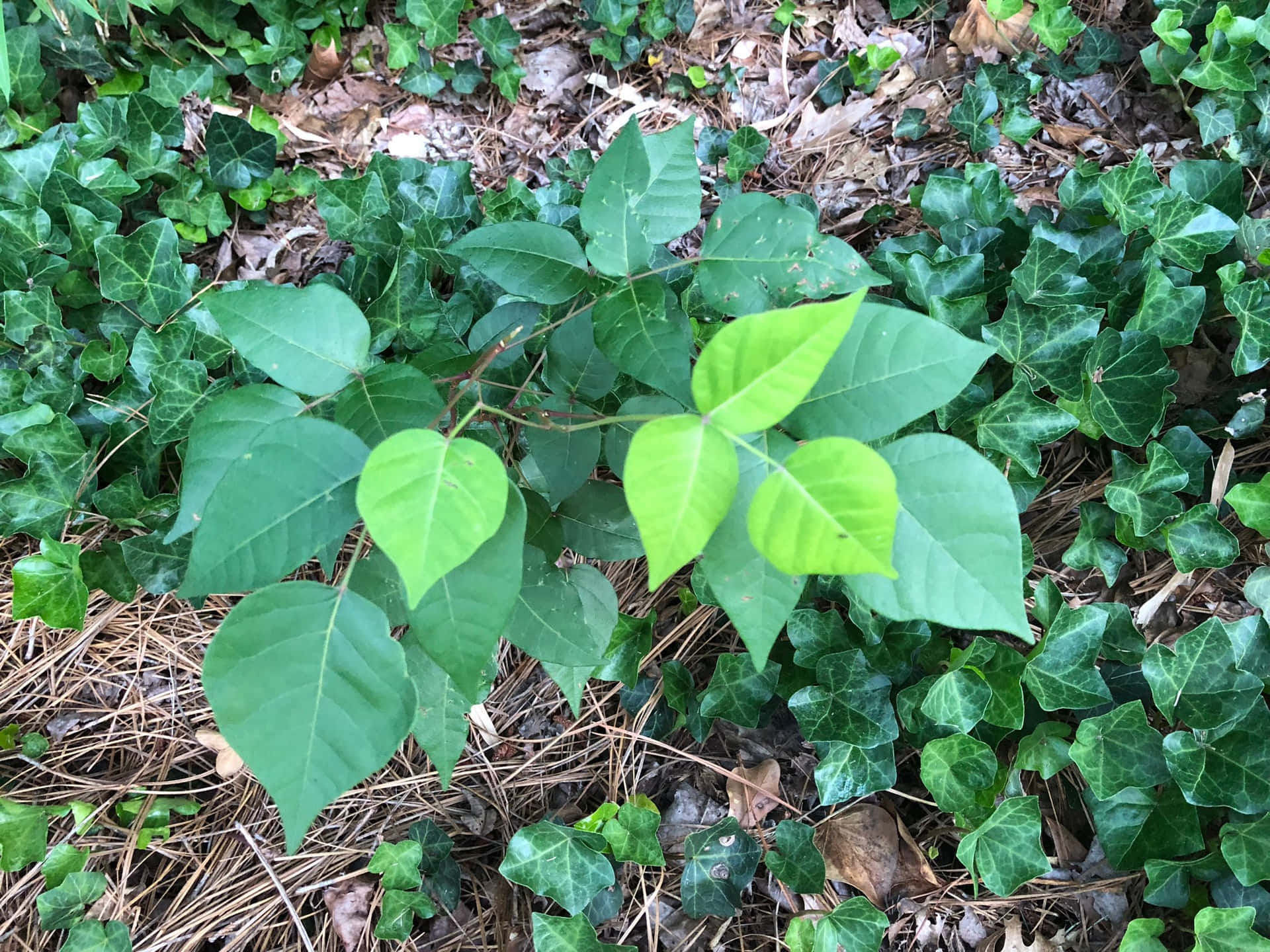 A Green Leaf On A Plant