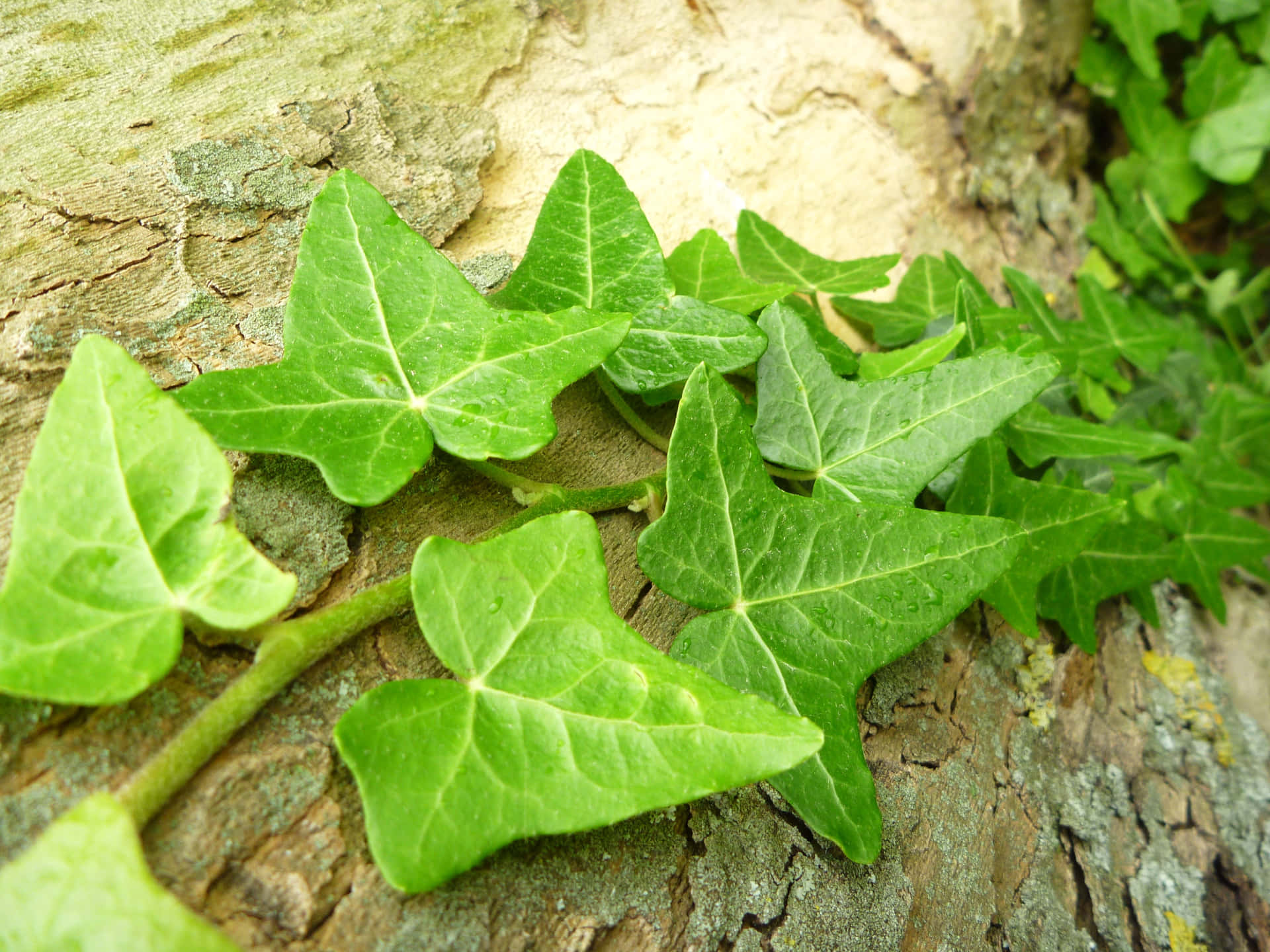 Ivy Growing On A Tree