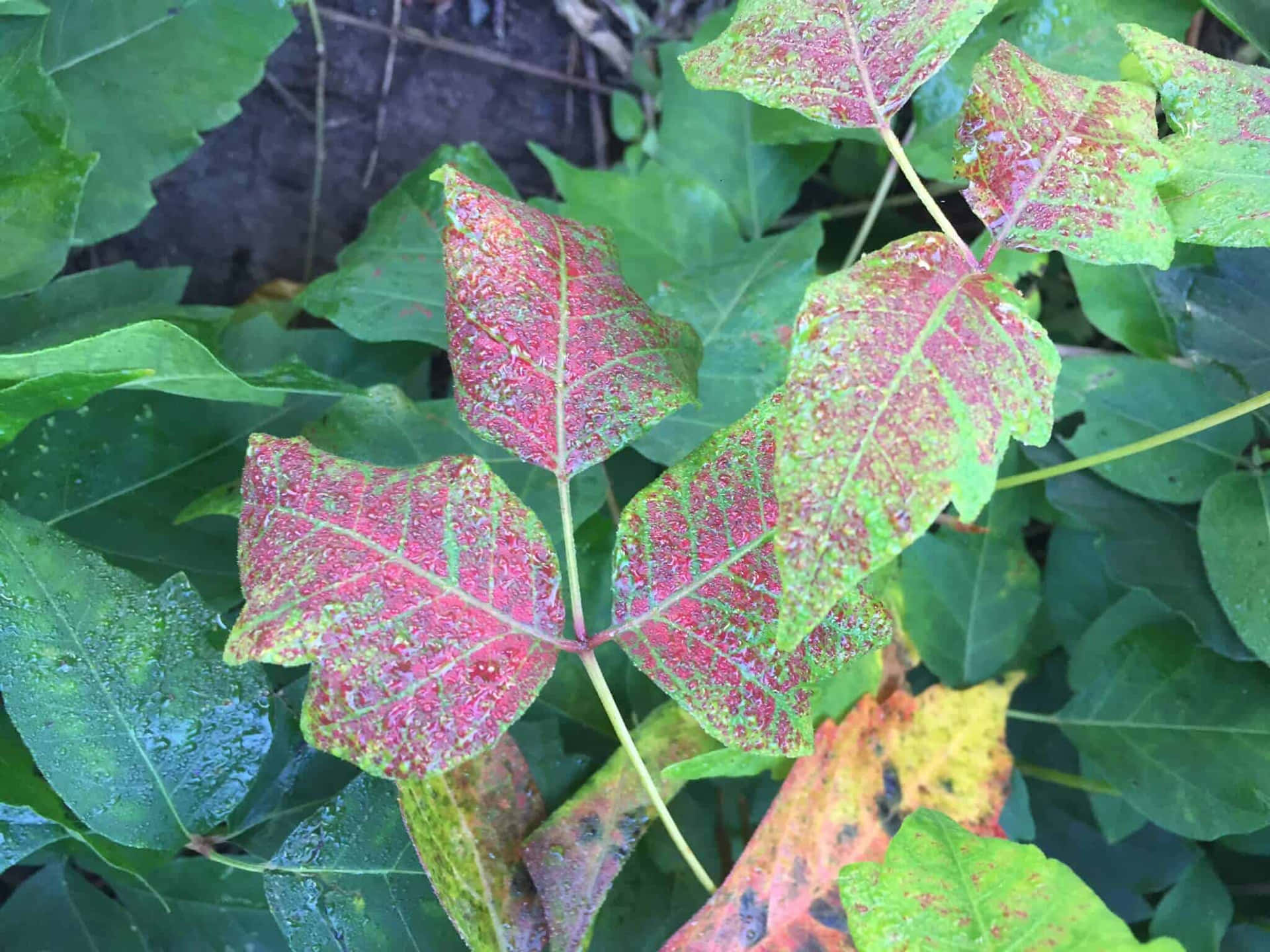 A Leaf With Red And Yellow Leaves