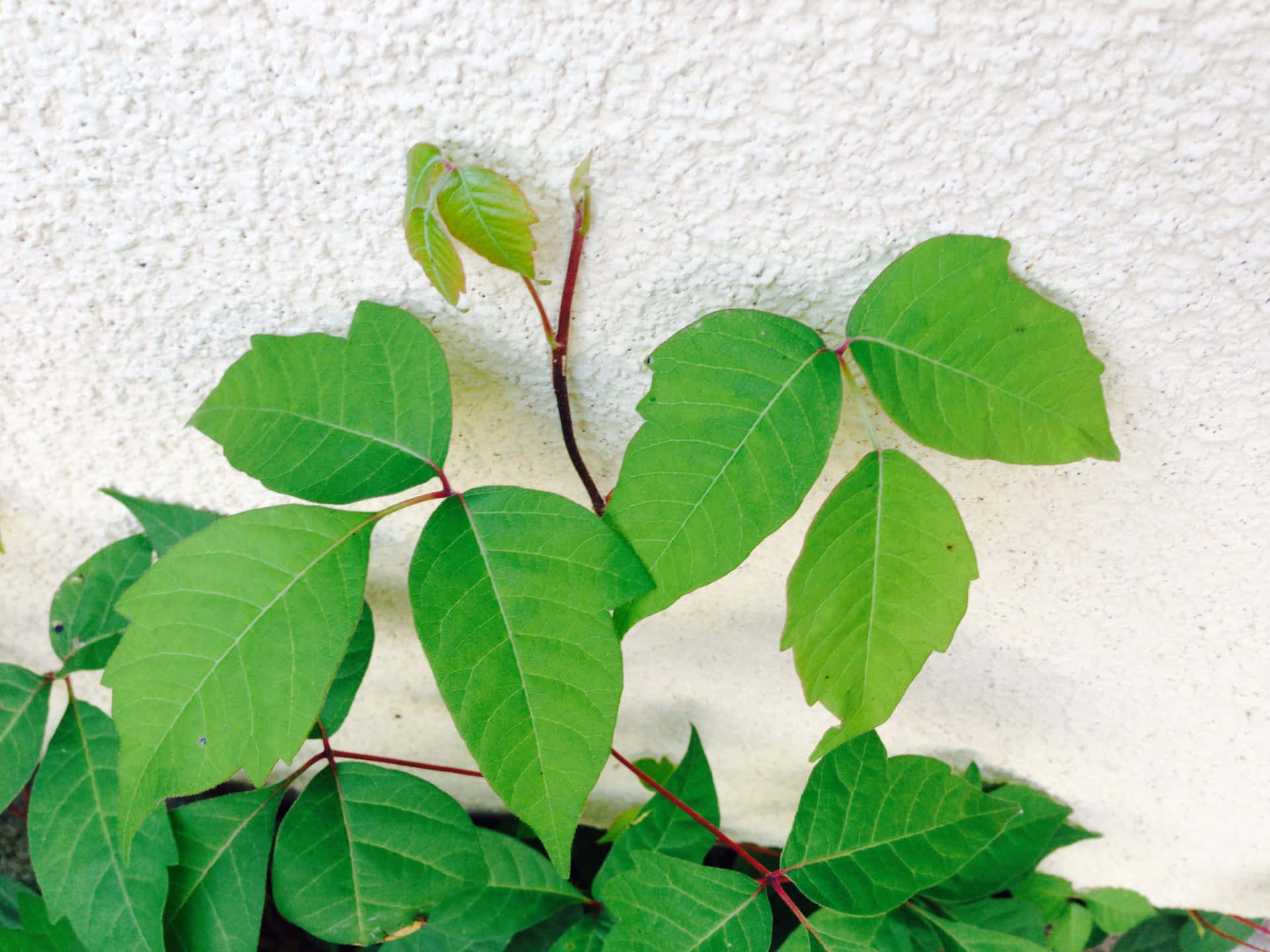 A Plant With Green Leaves Growing On A Wall