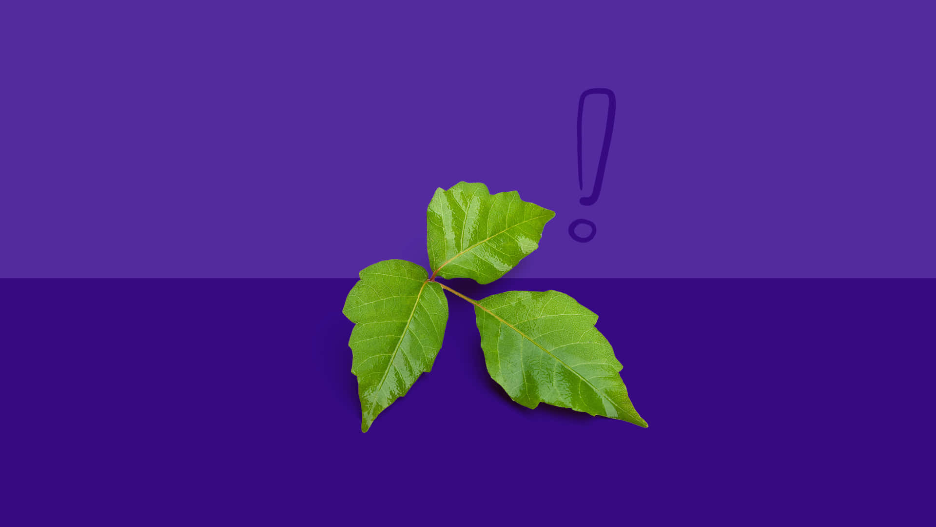 Ennärbild På De Giftiga Och Irriterande Bladen Från En Poison Ivy Växt.