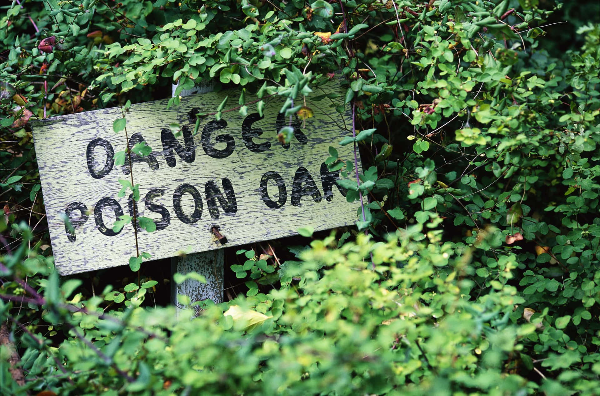 Poison Oak Danger Sign Picture