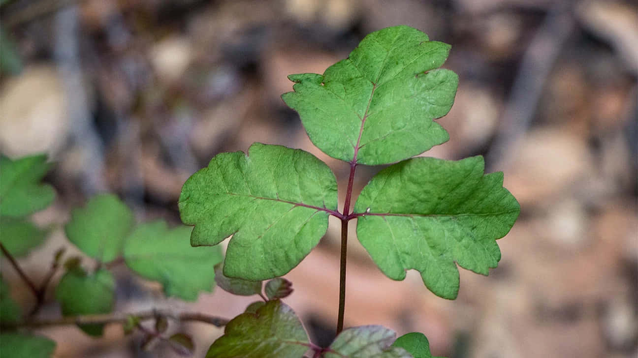 Poison Oak Leaf Triplet Picture