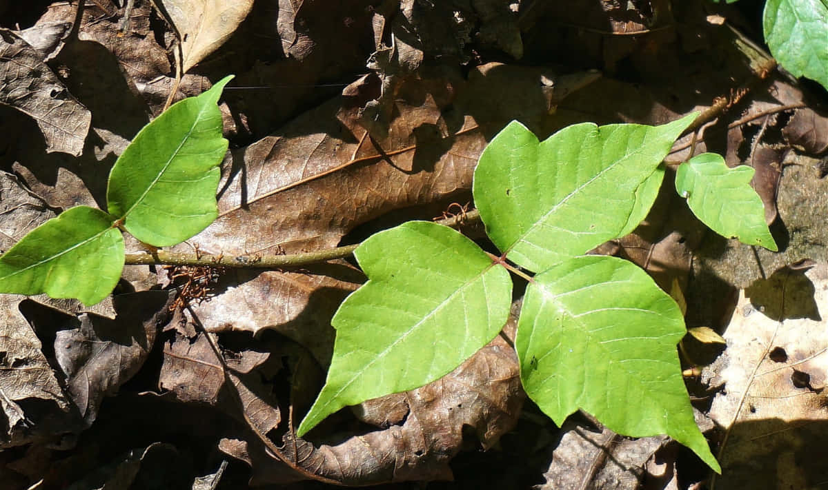 Young Poison Oak Plant Picture