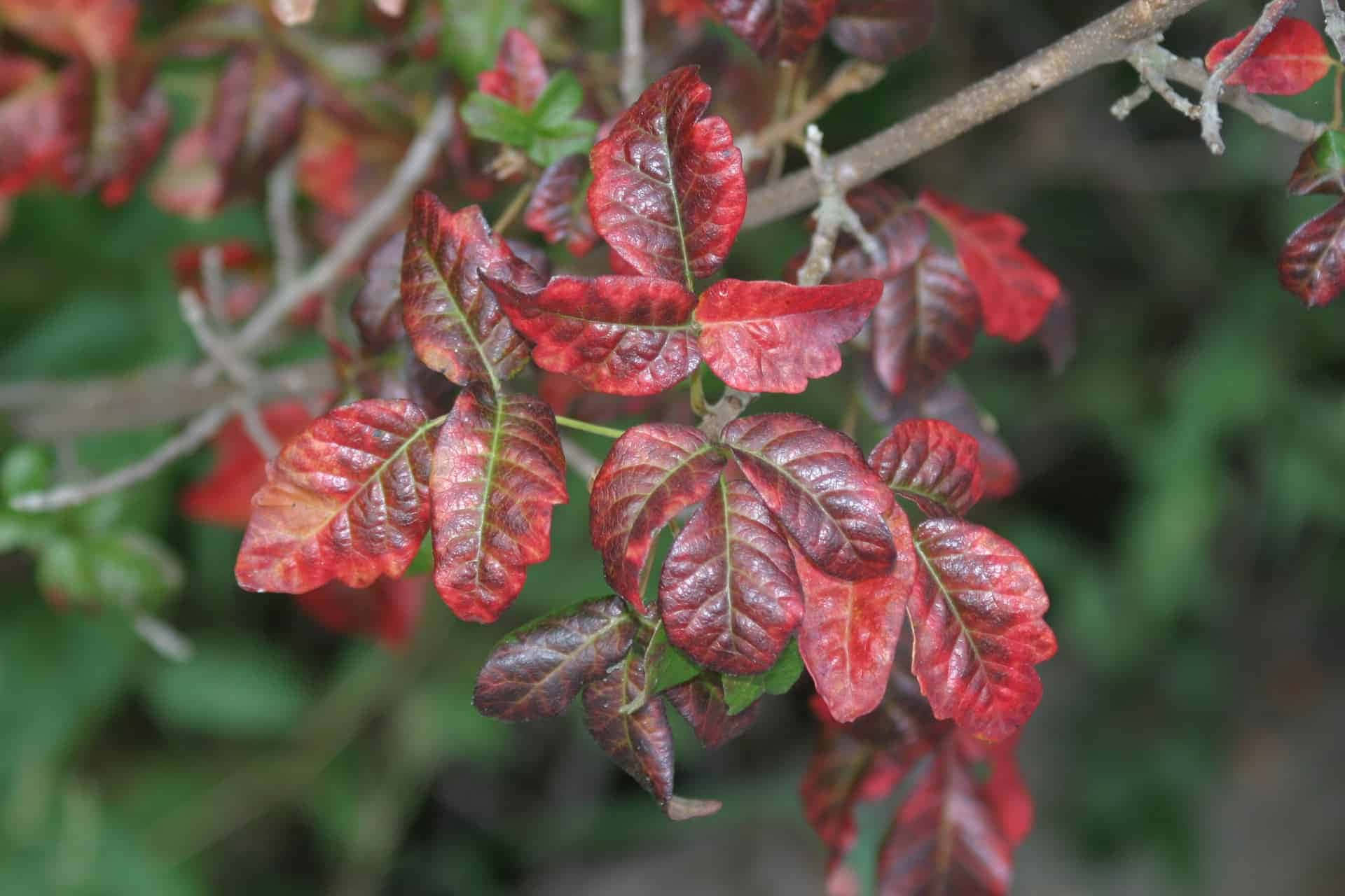 Completely Red Leaves Poison Oak Picture