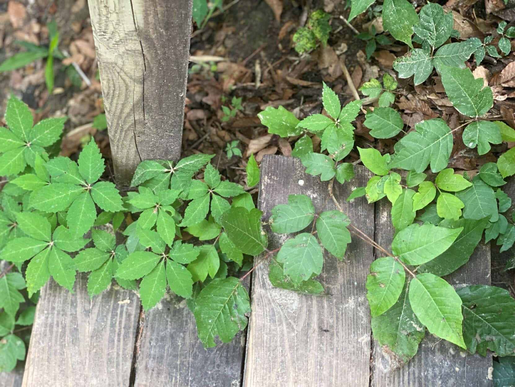 Poison Oak On Old Wood Picture