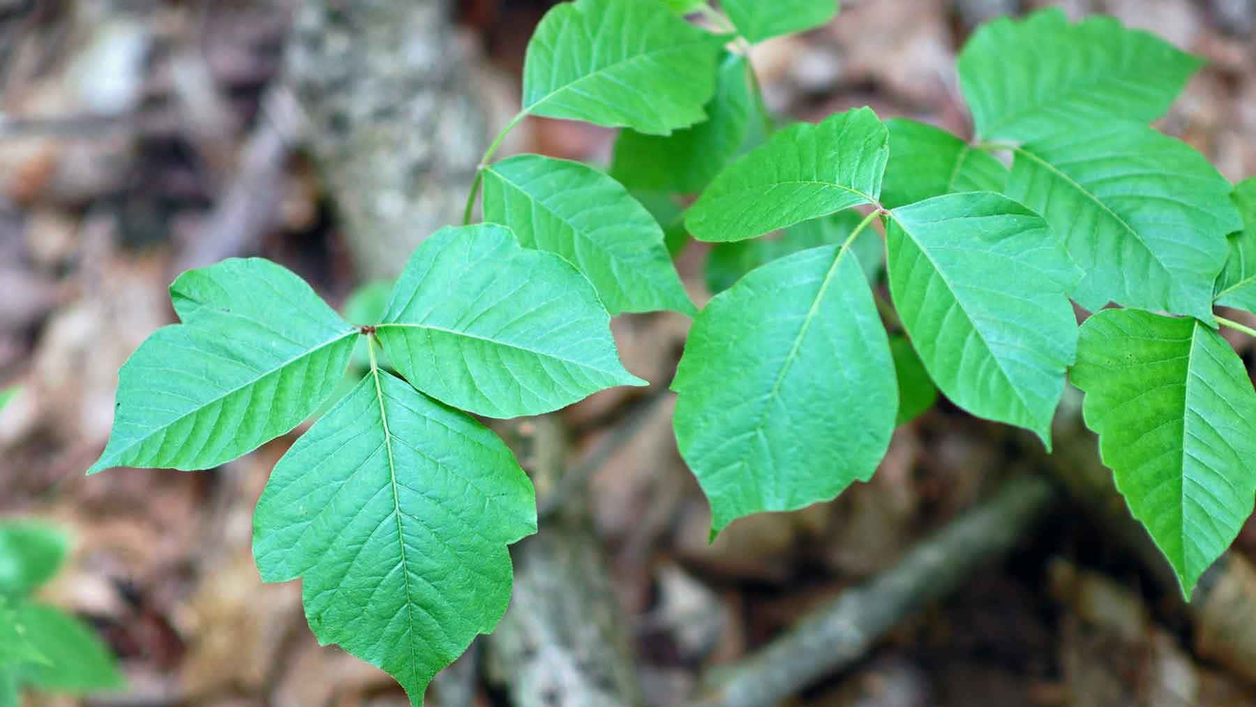 Ungewöhnlichgrünes Poison-oak-bild