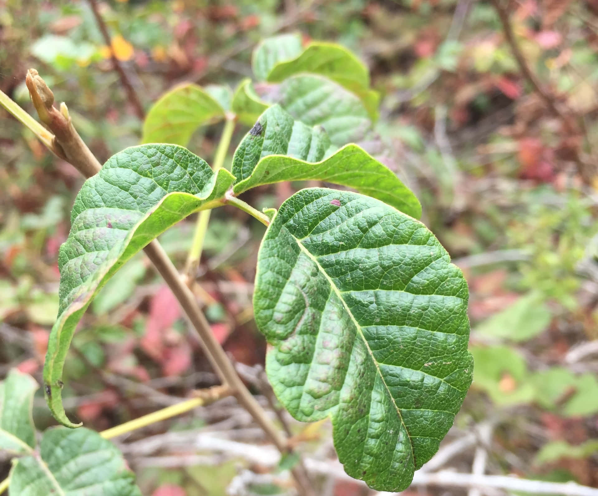 Glänzendesfrisches Poison-oak-bild