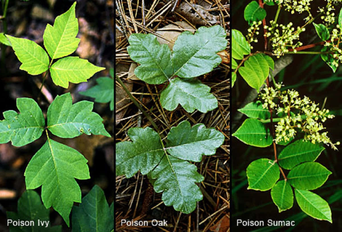 Bildvon Poison Oak, Ivy Und Sumac Pflanzen