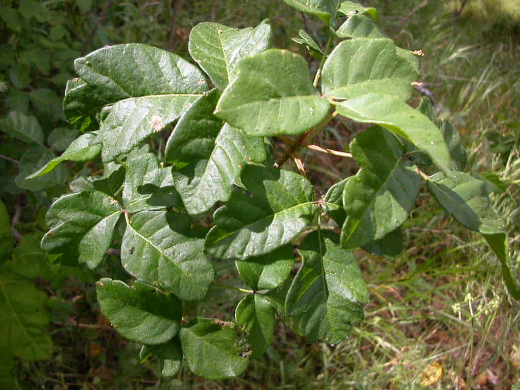Close-up View of Vibrant Poison Oak Leaves