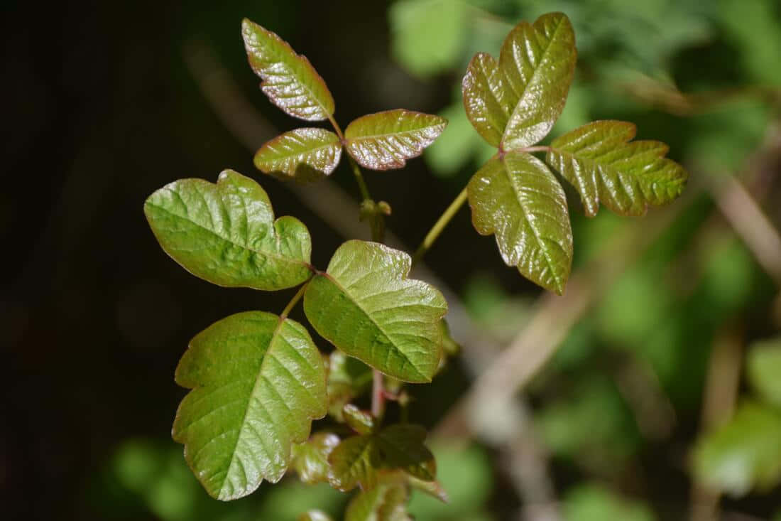 Soft New Leaves Poison Oak Picture