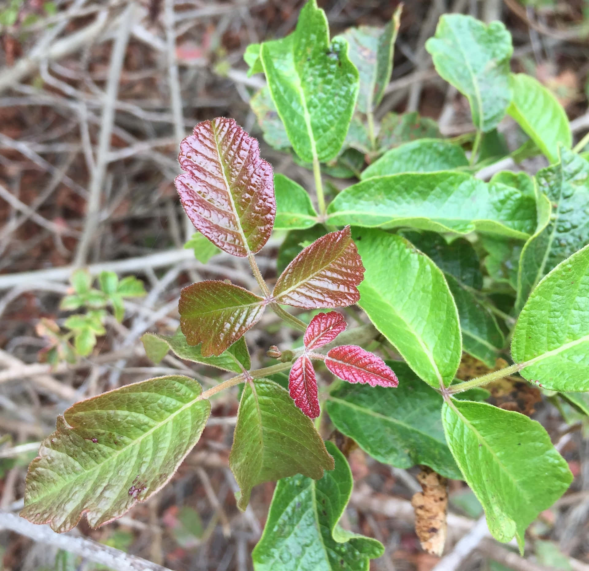 Detail of Poison Oak Leafs in High-Resolution