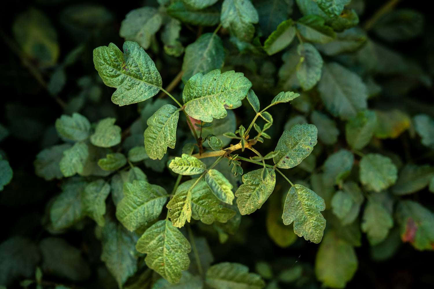 Detailed Close-up of Poison Oak Leaves in Nature
