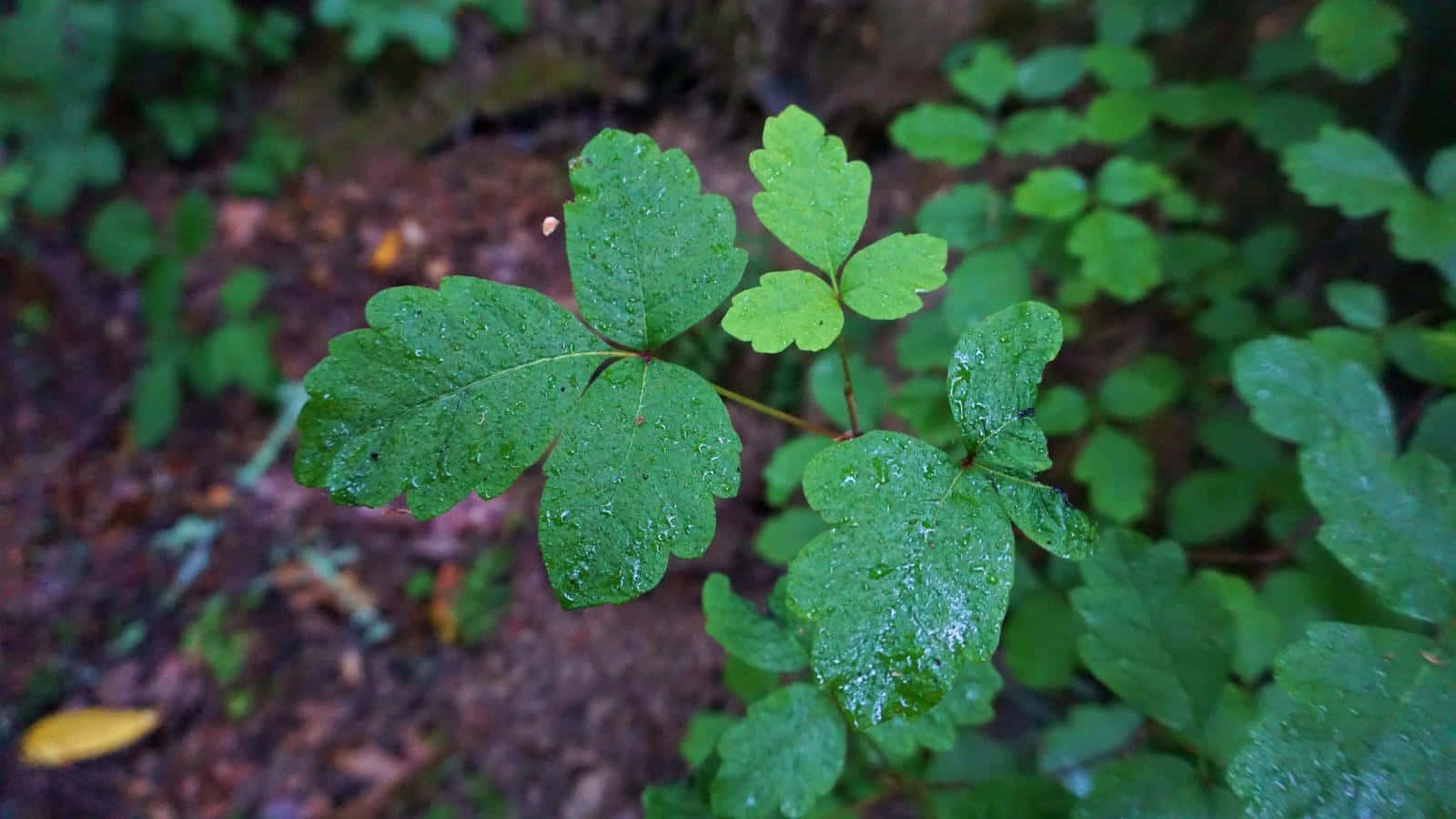 Mist covered Poison Oak Picture