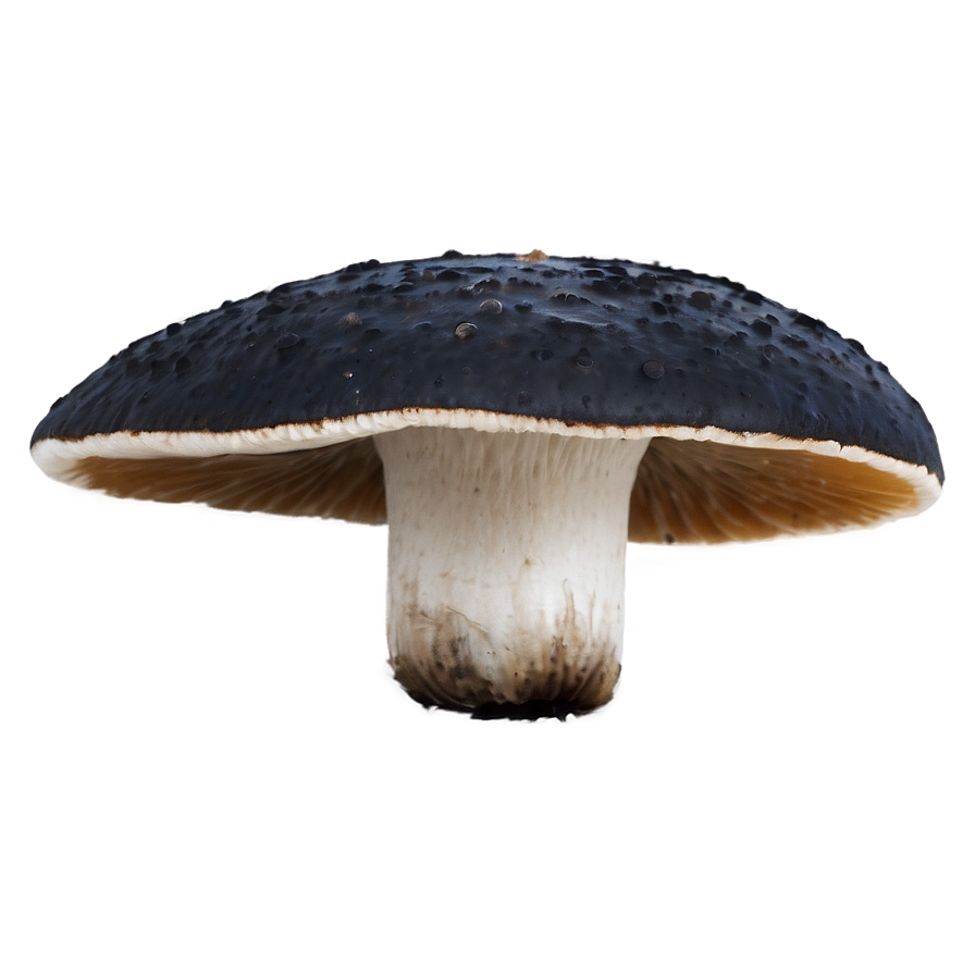 Poisonous Fungi Png 98 PNG