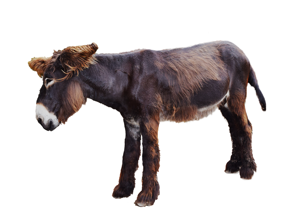 Poitou Donkey Standing Profile PNG