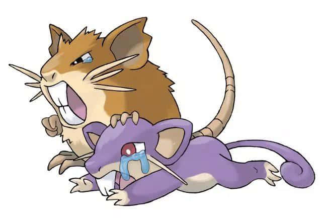 Pokémon Rattata Crying And Raticate Angry White Background Wallpaper