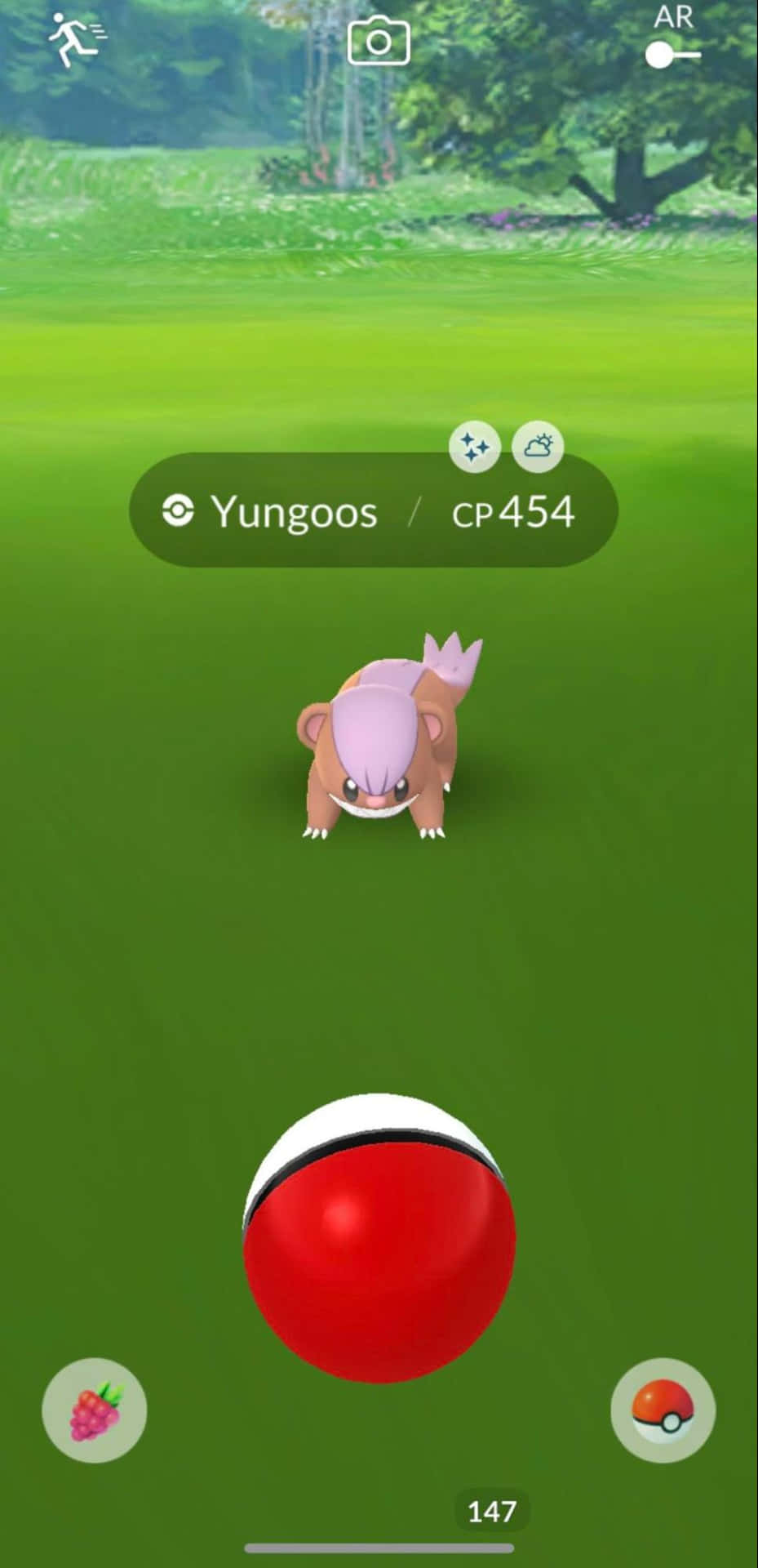 Pokémon Trainer Yungoos Encounter Wallpaper